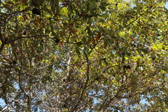 Callirhytis quercuscornigera