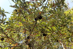 Callirhytis quercuscornigera