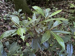 Parathesis crenulata