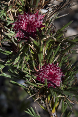 Isopogon asper