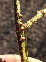 Claviceps paspali