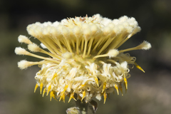 Isopogon sphaerocephalus