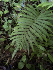 Goniopteris tetragona