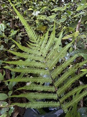 Goniopteris tetragona
