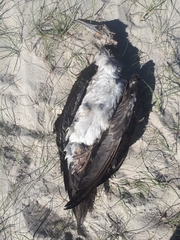 Microcarbo melanoleucos