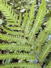 Goniopteris tetragona