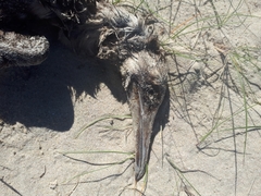 Microcarbo melanoleucos