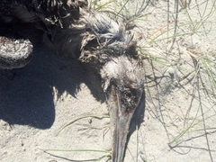 Microcarbo melanoleucos