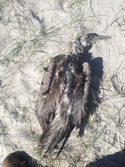 Microcarbo melanoleucos