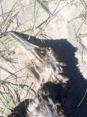 Microcarbo melanoleucos