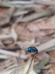 Eumolpinae