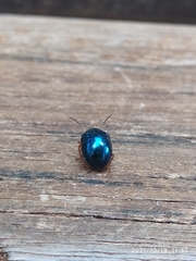 Eumolpinae