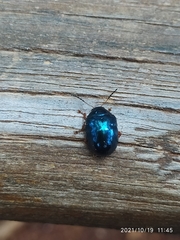 Eumolpinae