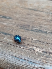Eumolpinae