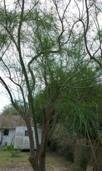 Parkinsonia aculeata