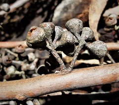 Eucalyptus fastigata