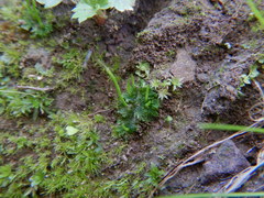 Anthoceros