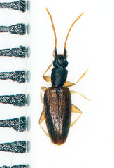 Telephanus
