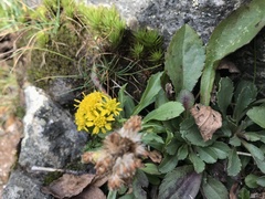 Solidago multiradiata multiradiata