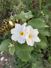 Cordia boissieri