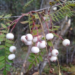 Sorbus rufopilosa