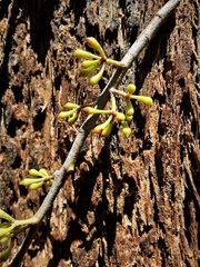 Eucalyptus fastigata