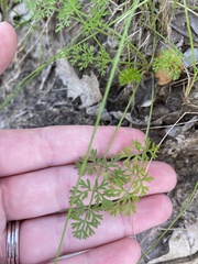 Daucus carota