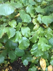 Corylus avellana