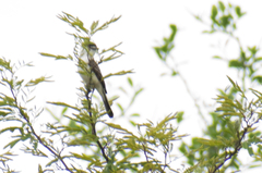 Xenopsaris albinucha