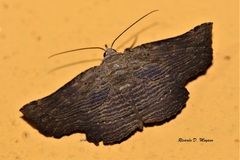 Tyrissa perstrigata