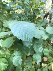 Corylus avellana