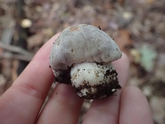 Tricholoma pullum