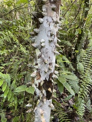 Zanthoxylum martinicense