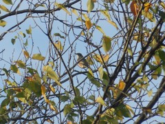 Turdus migratorius