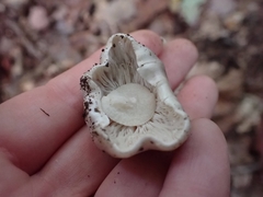 Tricholoma pullum