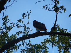 Buteo jamaicensis