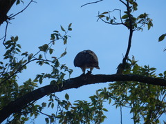 Buteo jamaicensis