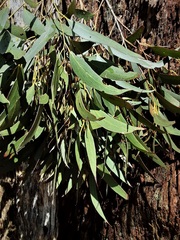 Eucalyptus fastigata