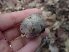 Tricholoma pullum
