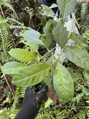 Cestrum macrophyllum