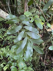Zamia erosa