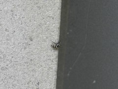 Salticus scenicus