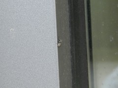 Salticus scenicus