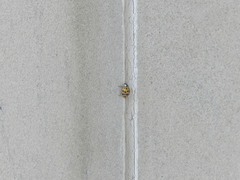 Harmonia axyridis