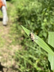 Entomophaga grylli