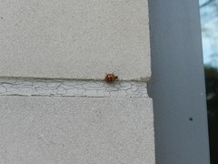 Harmonia axyridis