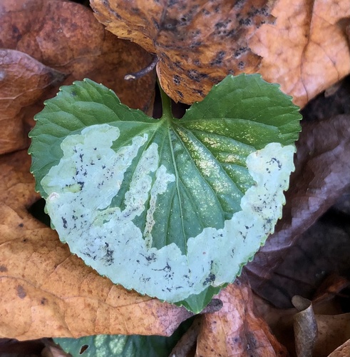 Liriomyza violivora