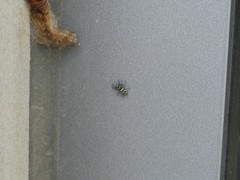 Salticus scenicus