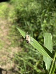 Entomophaga grylli