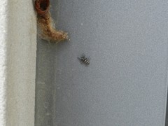Salticus scenicus